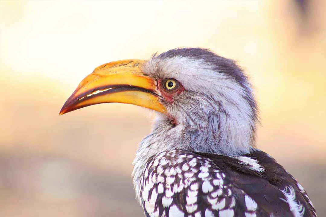 Southern Yellow-billed Hornbill Head